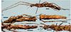 CollectionObject 1582647; 838b860b-022f-496b-a97f-9fc644790285: from original publication. female (holotype). (CollectionObject).