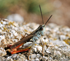 Chorthippus (Glyptobothrus) saulcyi algoaldensis Chopard, 1951: male (Ardèche, Montselgues, 22 August 2009). (Otu).