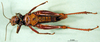 CollectionObject 1502801; 9d8b4927-82bb-4ba5-812b-5efa5c3050ae, DORSA BA000175S02: female, ventral view (paralectotype). (CollectionObject).