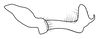 Stylus on Caetana pulchra Domahovski, Gonçalves, Takiya & Cavichioli, 2019: Male holotype [DZUP]: style, lateral view. (Observation).