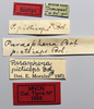 CollectionObject 1535549; 18ad5253-ffa9-4f73-8d45-c8434a3ee69f: labels (holotype). (CollectionObject).