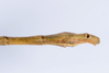 CollectionObject 1557317; f2ab634a-5114-423e-b538-a7a09412d136: copyright ANSP. male: end of abdomen, dorsal view (holotype). (CollectionObject).