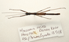 CollectionObject 1591079; 140b2e98-4c42-48c3-86f8-6df88704a64e: copyright MBBJ Bogor. male, dorsal view (holotype). (CollectionObject).