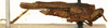 CollectionObject 1521838; OUM 709, 988a3cce-d80f-45fe-8381-b7b0b7871dfa: female, lateral view (holotype of Systolederus ridleyi). (CollectionObject).