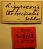 Prosomoeus terminalis (Uhler, 1896) now Prosomoeus brunneus Scott, 1874: Ligyrocoris terminalis - Holotype Labels (NMNH) - (CC BY-NC 3.0) - Photo by Pablo M. Dellapé with permission from the National Museum of Natural History (NMNH), Smithsonian Institution, Washington, D.C. (Otu).