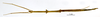 CollectionObject 1558023; e9156f23-1aed-4fe3-9cf4-59b6a4e35355: copyright MNHN, Paris. female (syntype). (CollectionObject).;CollectionObject 1558024; 76061806-1c9f-4fde-b48b-df1007f22a15: copyright MNHN, Paris. female (syntype). (CollectionObject).