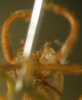 CollectionObject 1564888; a45e9ff3-bd9d-4654-a877-62d9c69fa87f: male abdominal apex, ventral view (paratype). (CollectionObject).