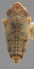 Habitus, dorsal view on Athysanella (Amphipyga) nigrofascia (DeLong & Davidson, 1934): Dorsal - Male. (Observation).