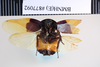 Eucorydia hilaris (Kirby, 1903): Copyright NHM, London. Lectotype male, ventral view. (Otu).