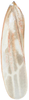 Forewing on Arboridia (Arboridia) huajiangensis Jiang, Luo & Song, 2021: (Observation).