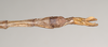 CollectionObject 1561143; NHMUK(SF IMPORT DUPLICATE) 845014, 7b0cf27c-1ad1-46d0-b325-7f53ac15ad26: copyright Natural History Museum, London. male: end of abdomen, ventral view of Phibalosoma hypharpax (holotype). (CollectionObject).