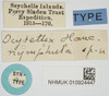 CollectionObject 1517883; e8c870de-a1fe-4355-91ed-5fdb119c8576, NHMUK010924447: labels (lectotype). (CollectionObject).