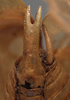 CollectionObject 1505751; f8ac06c3-2906-4697-8dd3-0c708f59f2ae: male cerci (holotype). (CollectionObject).
