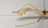 CollectionObject 1558089; NHMUK(SF IMPORT DUPLICATE) 844915, 1af21eb0-f26a-4b97-80dd-00b930530b69: copyright Natural History Museum, London. female: head and thorax, lateral view (holotype). (CollectionObject).