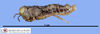 male, lateral view (paratype). Depicts CollectionObject 1514415; 1f358c2a-8d5a-4044-a288-bb1032764540, MLP3494/1, a CollectionObject.