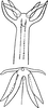 Aedeagus, ventral view on Edwardsiana lamellaris (Ribaut, 1931): Aedeagus, ventral view. (Observation).