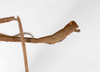 CollectionObject 1563545; 0d1ac188-f02d-45c5-8a87-321a121be81d: copyright ZMHB, Berlin. male: end of abdomen, lateral view (syntype). (CollectionObject).