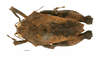 CollectionObject 1567872; 44ae025e-fecc-499b-a4d6-d2d6aaf79477: female, dorsal view (paralectotype). (CollectionObject).