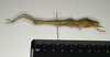 CollectionObject 1561006; 1d6efdb3-a308-4398-98ec-401eaa746619: copyright MIZ, Warsaw. female, lateral view of synonym Periphetes sangirensis (syntype). (CollectionObject).