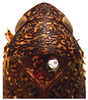 Head: !! display not done !! on Acuera (Acuera) incepta DeLong & Freytag, 1974: Male specimen [DZUP]: head, pronotum and mesonotum, dorsal view. (Observation).