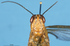 CollectionObject 1576332; c0f60e26-6961-477f-b980-05dfd6fa03be: female, frontal view (paratype). (CollectionObject).