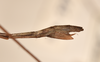 CollectionObject 1559063; 1ab55045-6245-4baf-8805-2651fe1f889e: copyright OUMNH. female: end of abdomen, lateral view of Phasma (Bacteria) coenosum (holotype). (CollectionObject).
