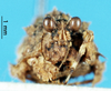 CollectionObject 1537527; 192803f8-ec38-404b-b253-919d1ff6bc50: male, frontal view (paratype). (CollectionObject).
