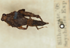 CollectionObject 1517884; e26cf416-dec2-49c6-9b3e-40df2f488300, NHMUK010924448: female, dorsal view (lectotype). (CollectionObject).