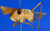 CollectionObject 1505925; 7c935ab9-9a94-4ab4-8f0e-6162ee635f39: male, lateral view (holotype). (CollectionObject).