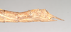 CollectionObject 1557449; NHMUK(SF IMPORT DUPLICATE) 845176, a8b154ed-d2ee-44f0-ad75-4154f98c11ff: copyright Natural History Museum, London. female: end of abdomen, lateral view (holotype). (CollectionObject).