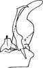 Subgenital plate: !! display not done !! on Ribautiana ognevi (Zakhvatkin, 1948): Subgenital plate (Poland). (Observation).