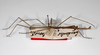 CollectionObject 1559583; 5adf3712-9882-4218-99e1-9c2178f55104: copyright ZHMB, Berlin. male, lateral view (syntype). (CollectionObject).;CollectionObject 1559584; cd52ee9d-327c-45ee-9b2f-9a0c9d7cc06e: copyright ZHMB, Berlin. male, lateral view (syntype). (CollectionObject).