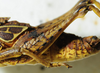 CollectionObject 1498670; bddef776-7ce5-4137-86d1-7f64c0a23ca4: female hind femur, lateral view. (CollectionObject).