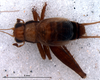 CollectionObject 1580115; 7eab2c46-da06-47a2-9152-d712abe3c5fb: male, dorsal view (paratype). (CollectionObject).