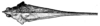 Miriatra producta (Bolívar, 1887): Fig. 193. female, dorsal view (pronotum length 14 mm, shoulder width 2.9 mm). (Otu).