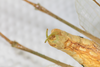 CollectionObject 2376978; bb371f53-4fb4-4895-8d57-75e746bdada8: male, ventral view (syntype). (CollectionObject).