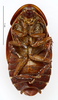 CollectionObject 1587283; MNHN(SF IMPORT DUPLICATE) MNHN-EP-EP1239, db8c5471-c4b0-45ee-b953-b88697d6b17a: CC BY-NC-ND 4.0/MNHN - Depraetere Marion - 2014. Non type, male. Specimen number: MNHN-EP-EP1239. http://coldb.mnhn.fr/catalognumber/mnhn/ep/ep1239. (CollectionObject).