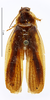 CollectionObject 1587656; MNHN(SF IMPORT DUPLICATE) MNHN-EP-EP1810, d1569233-3ef0-4f69-b714-93481108cf60: CC BY-NC-ND 4.0/MNHN - Depraetere Marion - 2014. Paratype, female, of umbrina Princis, 1963. Specimen number: MNHN-EP-EP1810. http://coldb.mnhn.fr/catalognumber/mnhn/ep/ep1810. (CollectionObject).