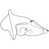 Pygofer, lateral view on Bonaspeia inornata Davies, 1987: Pygofer, lateral view (holotype). (Observation).