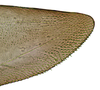 Gonoplac on Pseudocostanana flavina (DeLong & Freytag, 1972): Female specimen [DZUP]: apical portion of gonoplac, lateral view. (Observation).