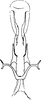Aedeagus, ventral view on Chudania yunnana Yang & Zhang, 1990: Aedeagus, ventral view. (Observation).
