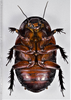 CollectionObject 1618718; 951ec3a7-87c2-46cf-980f-5f2e81e20d72: (CollectionObject).