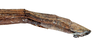 CollectionObject 1557920; NMW 399, dfa1cd39-21cc-4686-b77b-45cdce2c79b8: copyright NHMW, Vienna. female Gratidia bituberculata: end of abdomen, lateral view (syntype). (CollectionObject).