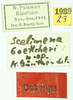 CollectionObject 1585891; 63f1f08e-6104-4036-a3cc-bbb637ff5f53: labels (syntype). (CollectionObject).