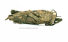 CollectionObject 1592109; 3cf4ca64-c867-4a2b-9075-cec587fb5ae6: male, lateral view (paratype). (CollectionObject).