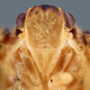 Head on Flatoidinus conviva (Stål, 1862): (Observation).