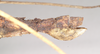 CollectionObject 1560498; 9f6255ae-b881-457f-b808-5bda1a544370, NHMUK(SF IMPORT DUPLICATE) 845029-845030: copyright Natural History Museum, London. female: end of abdomen, lateral view (syntype). (CollectionObject).