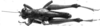 CollectionObject 1505072; e151eb67-e24b-48ec-9f84-75cfbb10ccfc, DORSA D007AM01: Image Carbonell, C.S. [mirror image]. male, dorsal view (syntype). (CollectionObject).