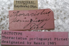 labels (lectotype). Depicts CollectionObject 1505808; af048444-933f-4d7e-bd05-6255dcda022a, a CollectionObject.