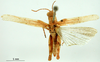 CollectionObject 1530827; 03b2f852-1ea1-4082-bce7-d523374225f8: male, dorsal view (syntype). (CollectionObject).